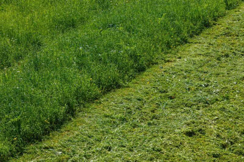 Close-up of a lawn mower cutting green grass