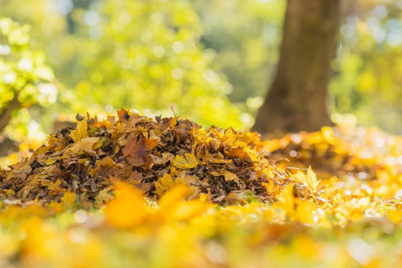 Large pile of fall leaves on a residential lawn
