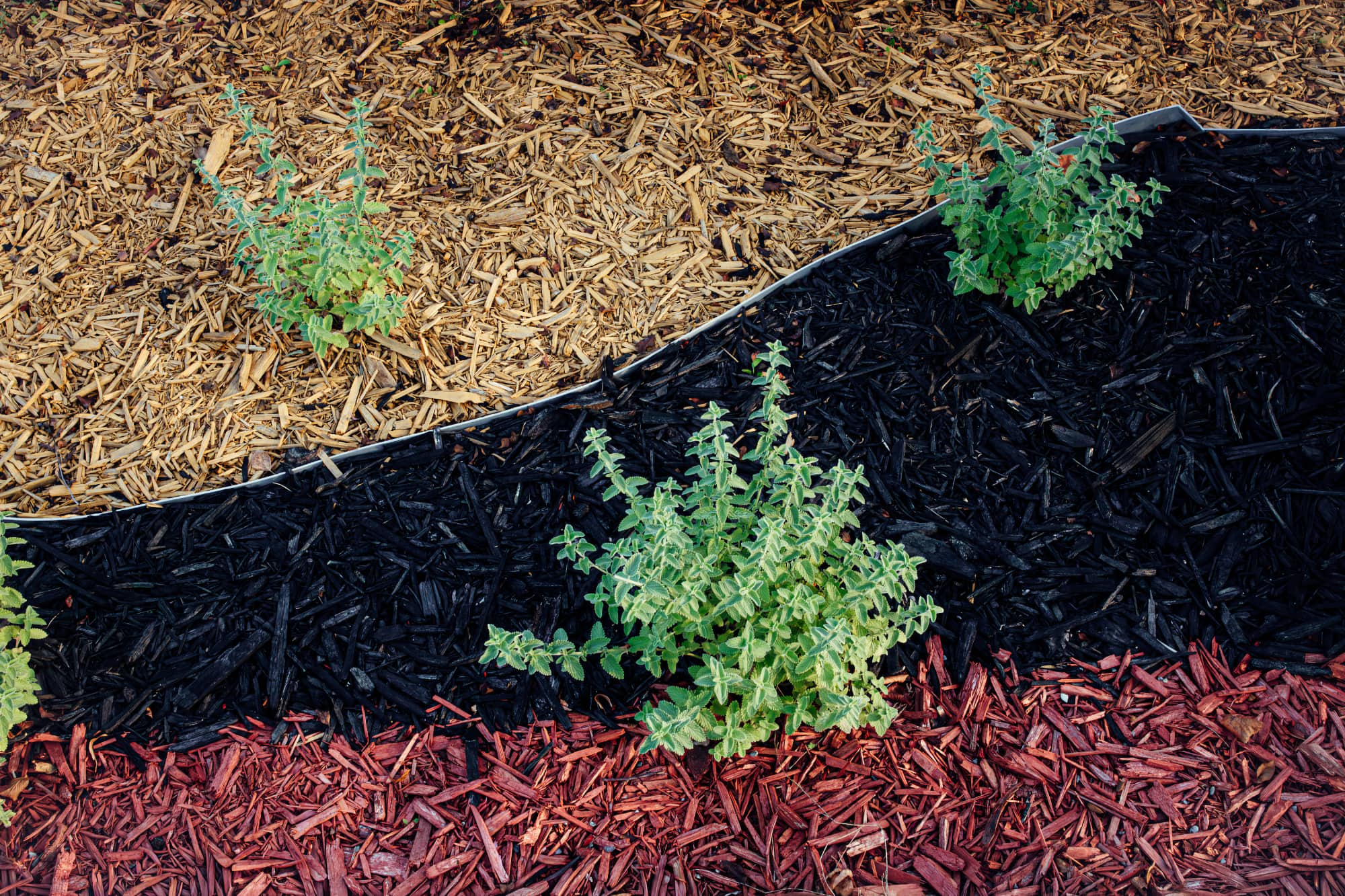 Dark mulch freshly laid around garden plants
